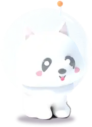 Nova the Samoyed